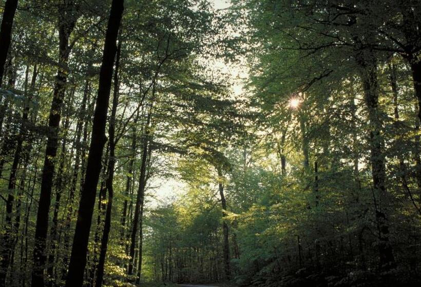 Birke, Ringhotel Kiel