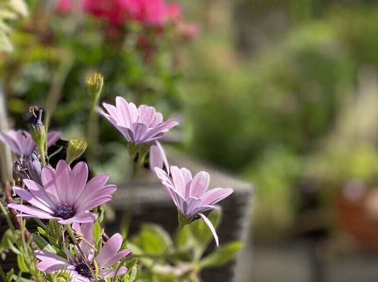 فندق Cascade Superior