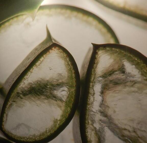 Insel Hotel Bonn   Superior