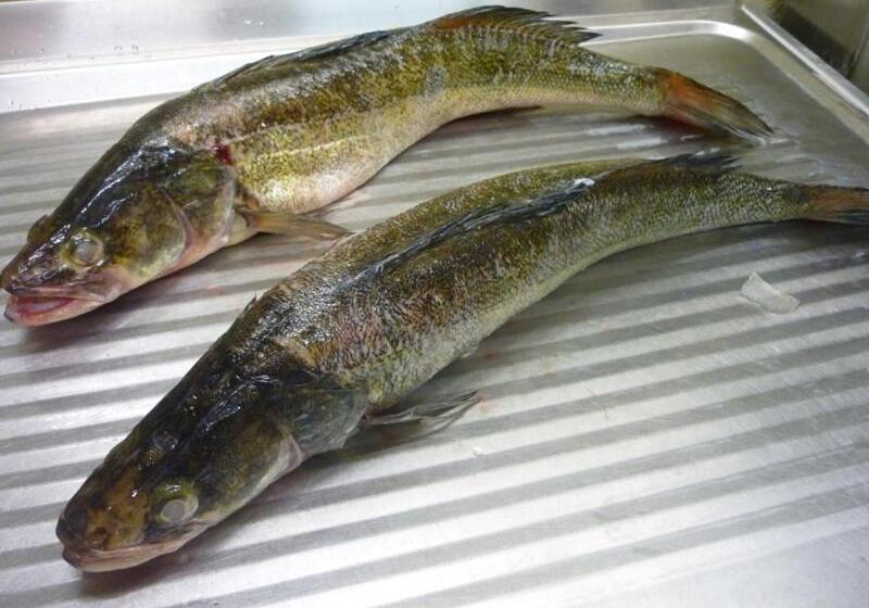 فندق Zur Brücke