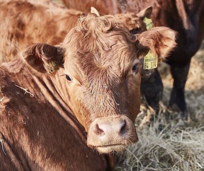 Отель Hohenhaus