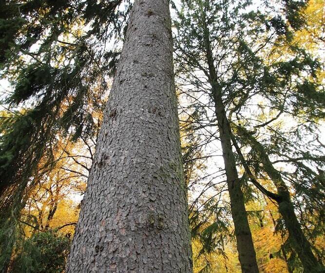 Отель Hardtwald