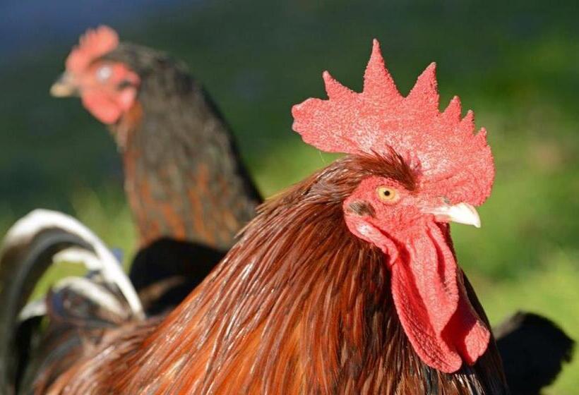 호텔 Gasthof Moosleitner