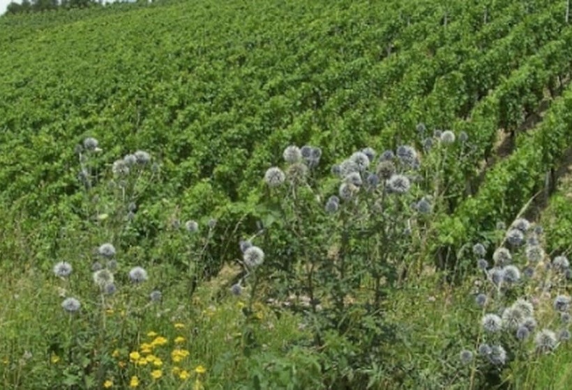 Отель Neumühle Resort & Spa