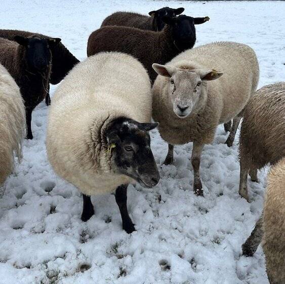 בית מלון כפרי Den Gamle Grænsekro Inn