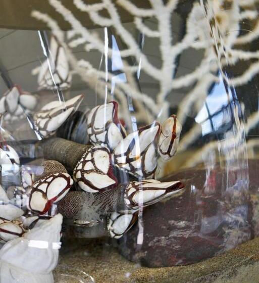 Отель Atlantique