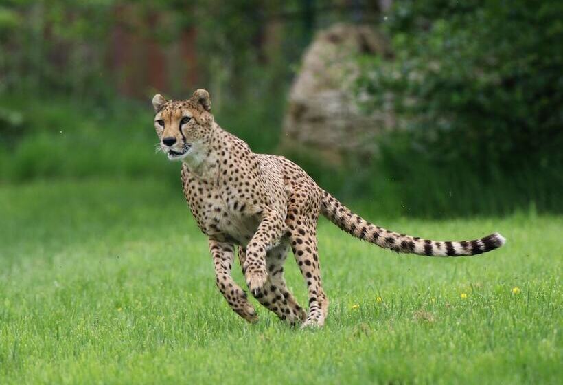 Clayton Hotel Silver Springs