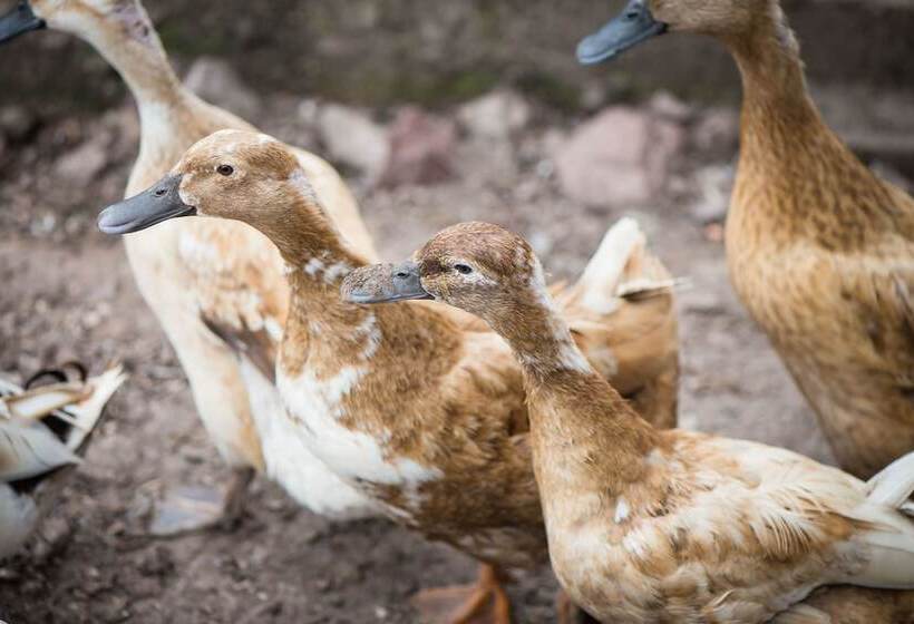 هتل Gabriel House Guesthouse