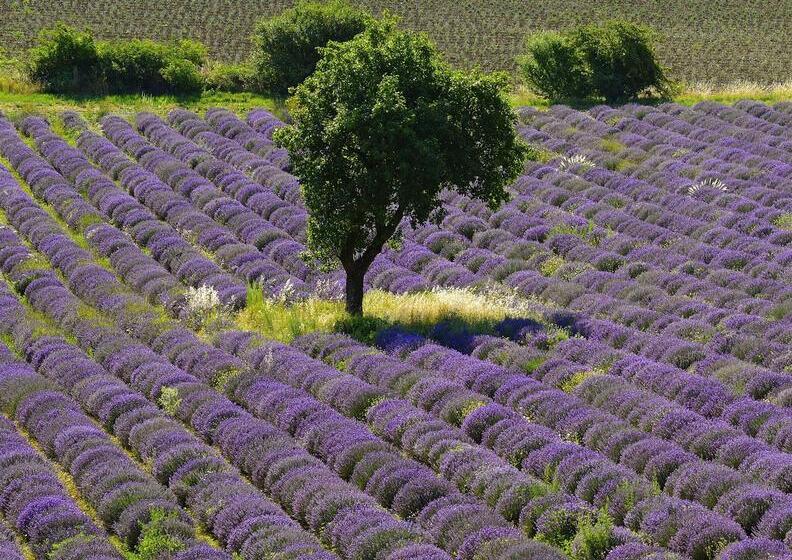 هتل Ibis Avignon Centre Pont De L'europe