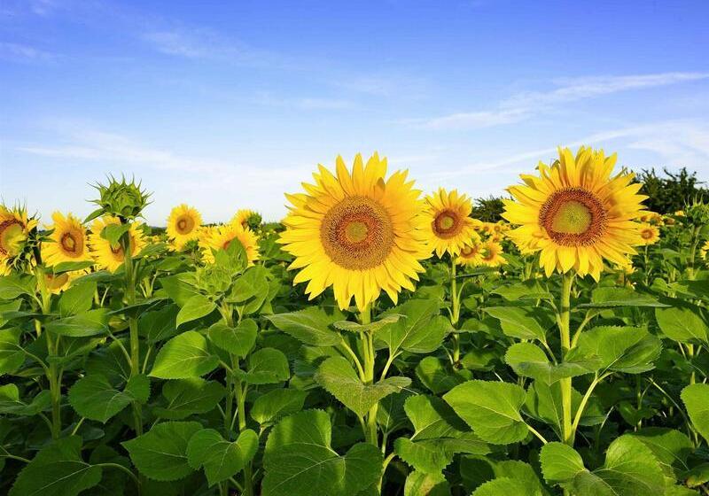 هتل Ibis Avignon Centre Pont De L'europe