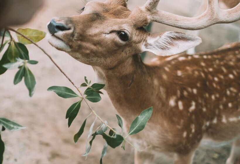 هتل Ja Hatta Fort