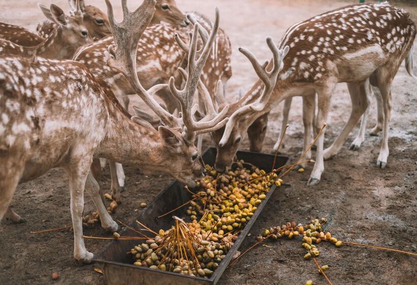 هتل Ja Hatta Fort