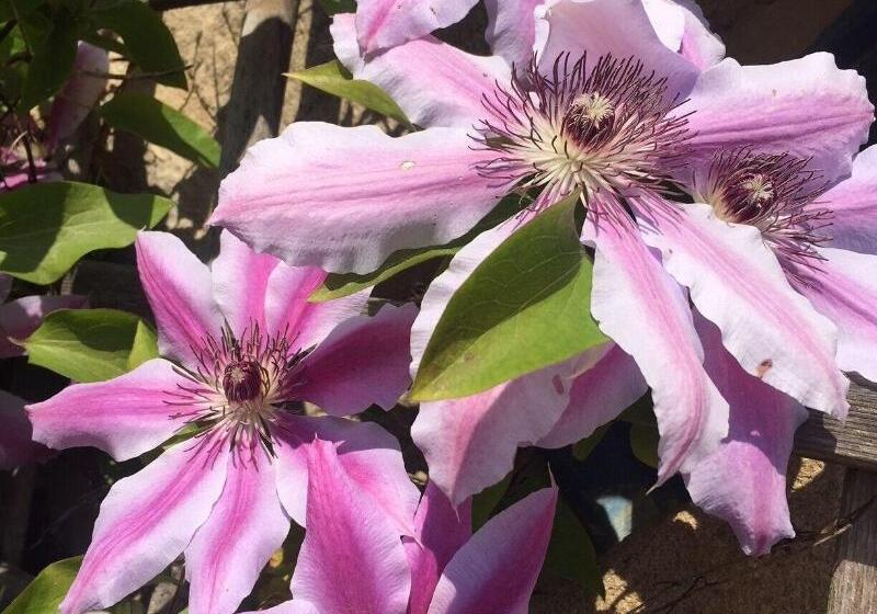 فندق Logis Hôtel Le Manoir Des Portes