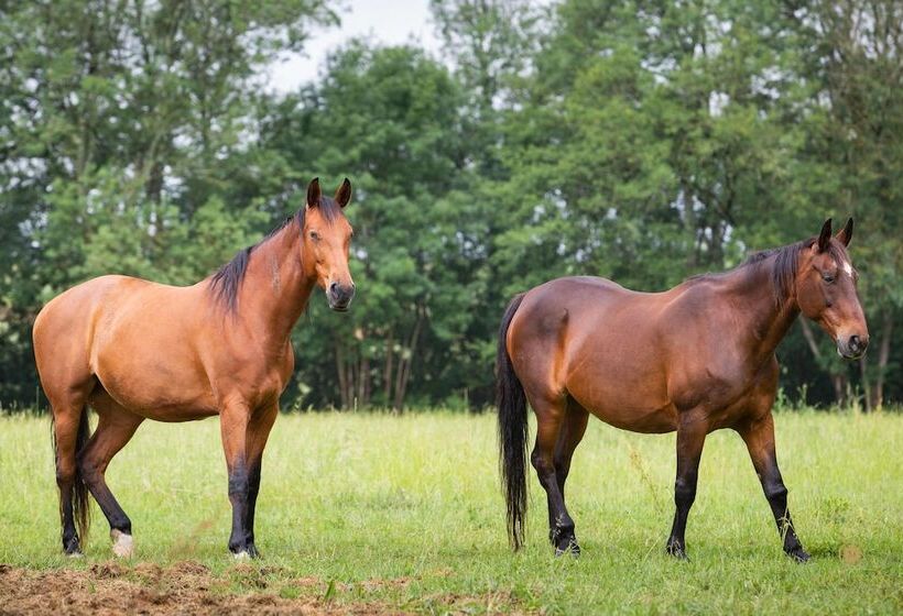 酒店 Hôtel Moulin De Val De Seugne