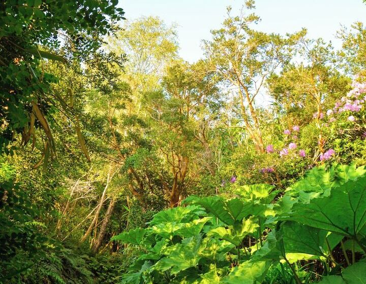 فندق Parknasilla Resort & Spa