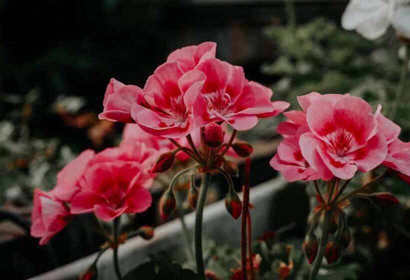 هتل Crystal Reims Centre