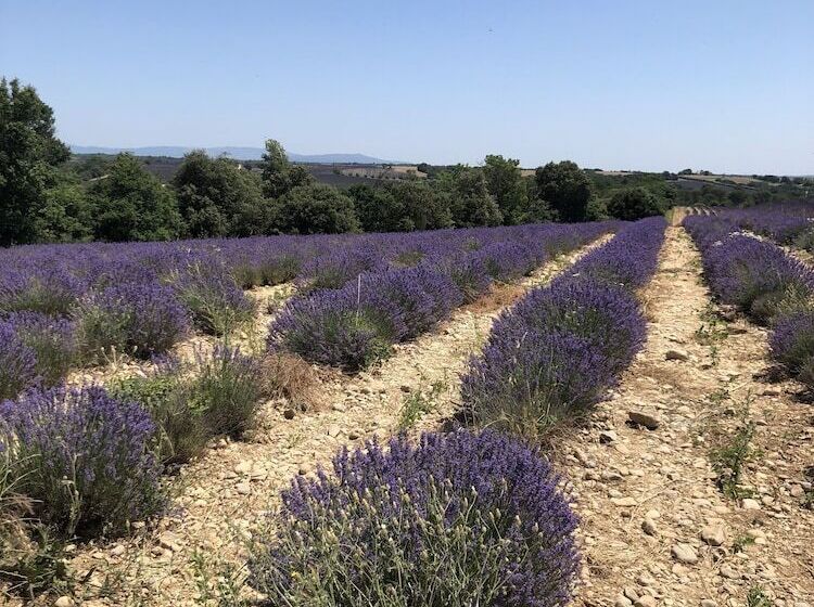 ホテル François 1er