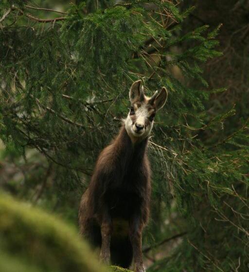 בית מלון כפרי Hôtel Restaurant La Cigogne