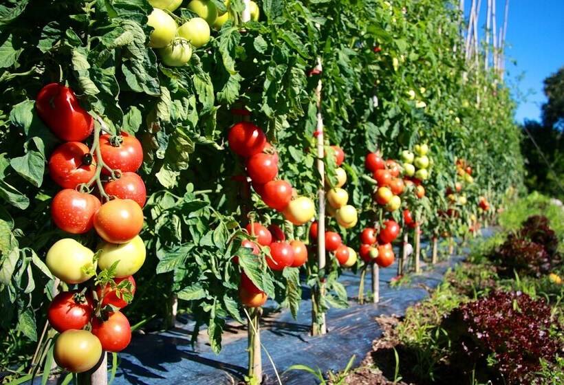 Logis Hotel Restaurant La Porte Des Cévennes