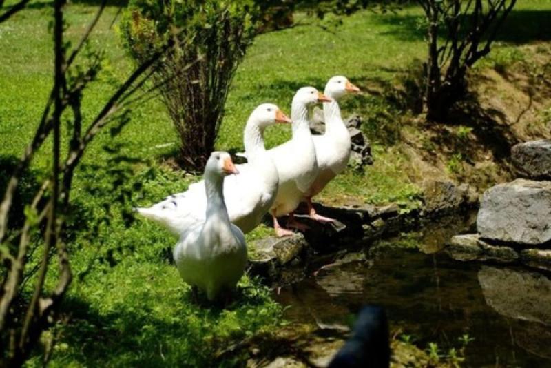 Maison Jenny Hotel Restaurant & Spa