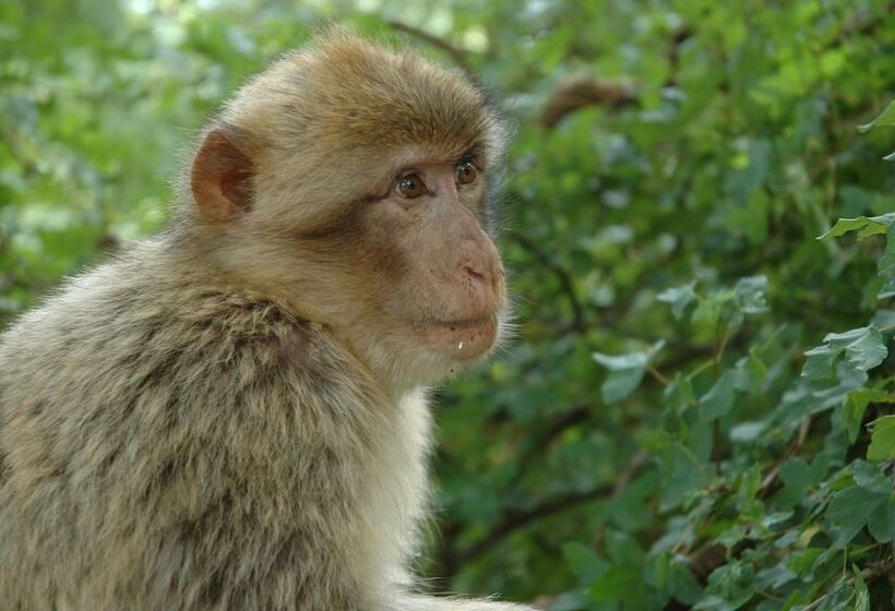 酒店 Relais Amadourien