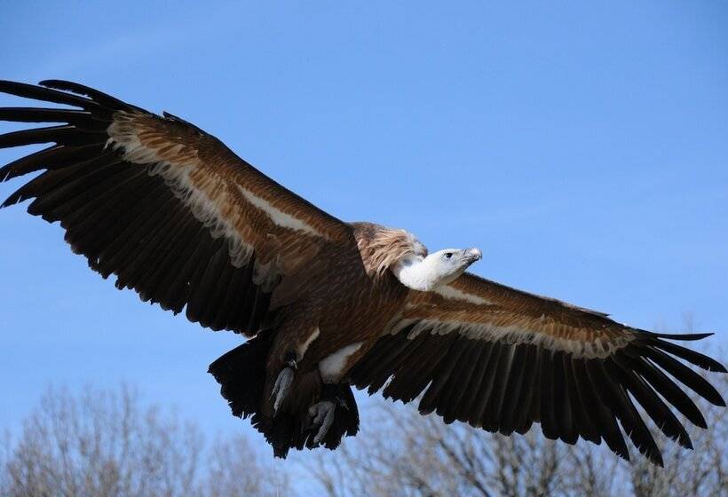 酒店 Relais Amadourien