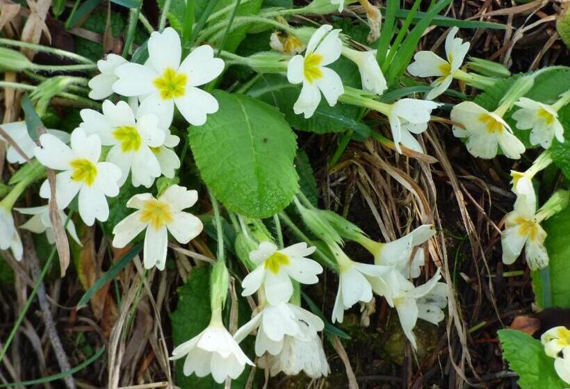 호텔 Restaurant La Chaumiere Du Lac