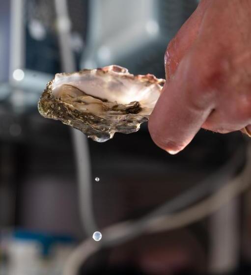 בית מלון כפרי Hôtel Restaurant La Voile Bleue