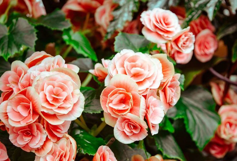 Отель Le Manoir Du Lys, The Originals Relais