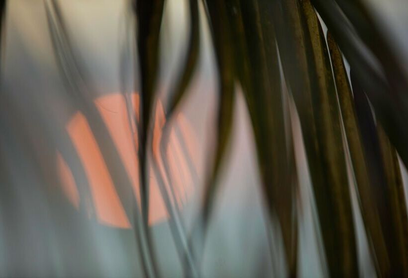 استراحتگاه Castaway Island, Fiji