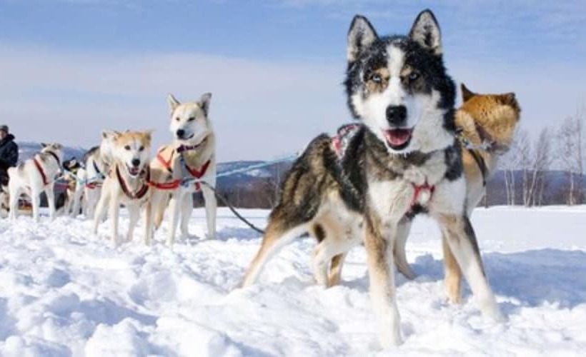 ホテル Alpen Ruitor