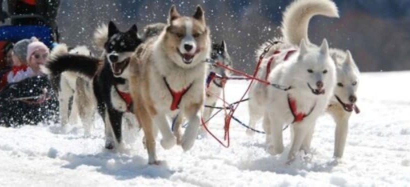 ホテル Alpen Ruitor