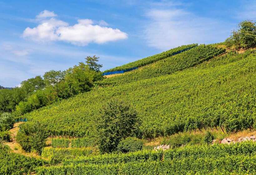 Best Western Hotel & Spa Le Schoenenbourg   Riquewihr   Proche Colmar