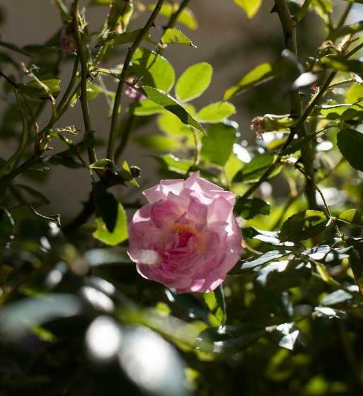 酒店 Hôtel Montmirail