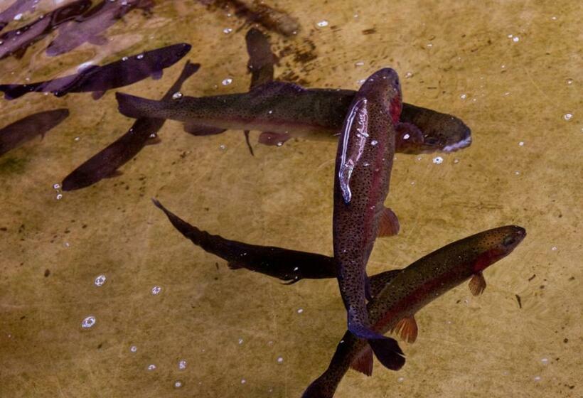 Отель Splendid Hôtel