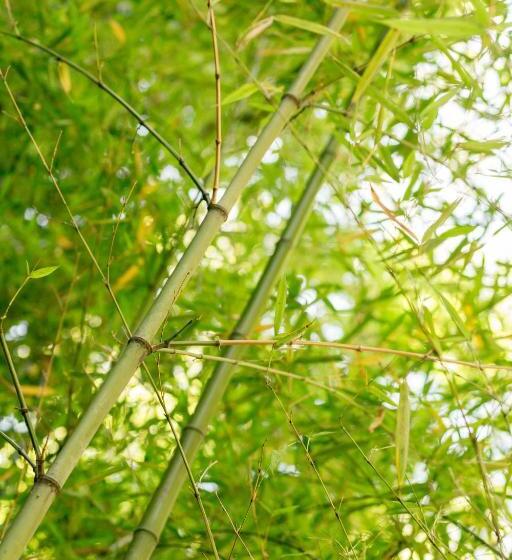 ホテル Le Windsor, Jungle Art