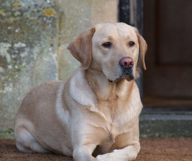 فندق Buckland Manor   A Relais & Chateaux