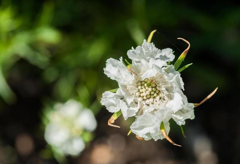 فندق Summer Lodge Country House