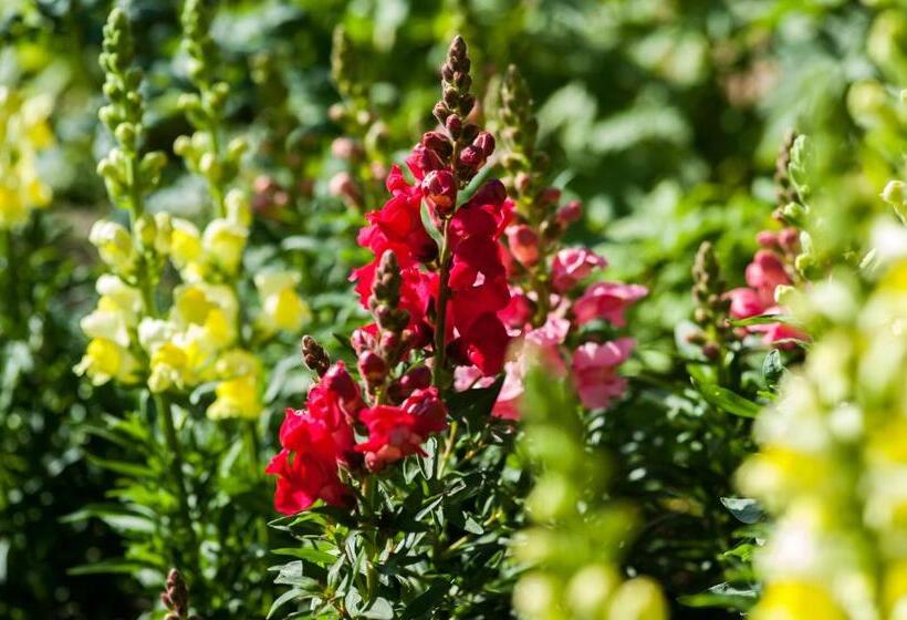 فندق Summer Lodge Country House