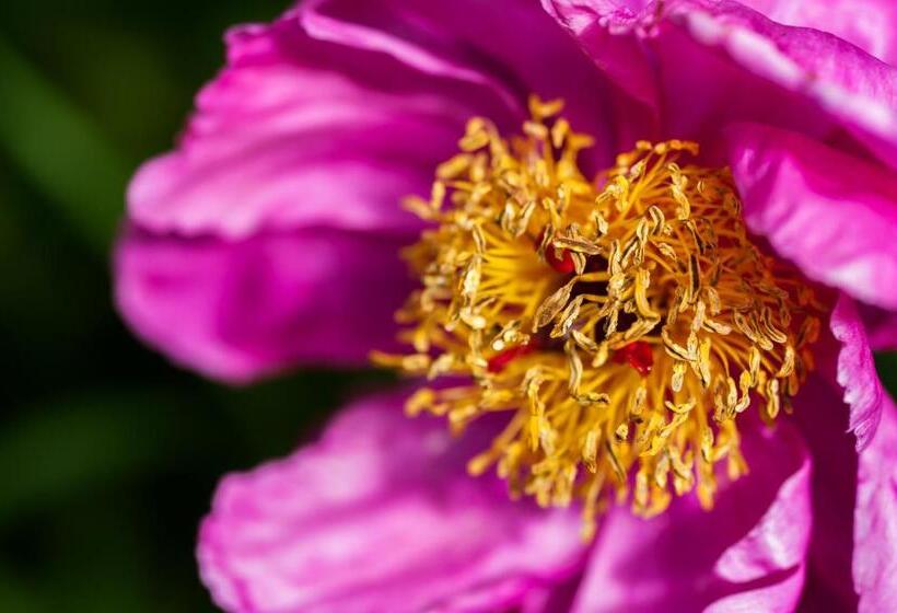 בית מלון כפרי Summer Lodge Country House