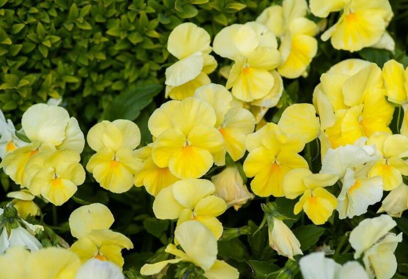 فندق Summer Lodge Country House