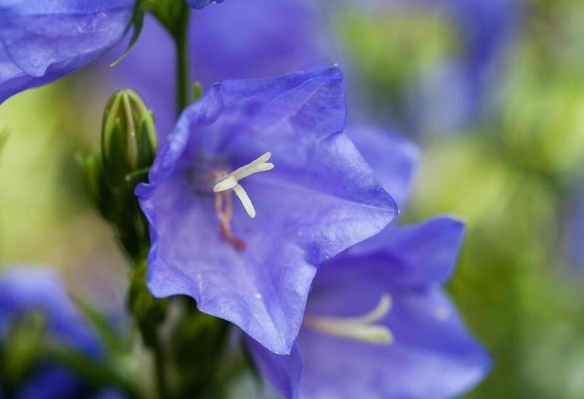 فندق Summer Lodge Country House