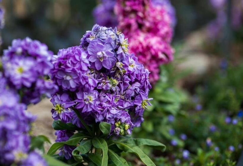 호텔 Summer Lodge Country House