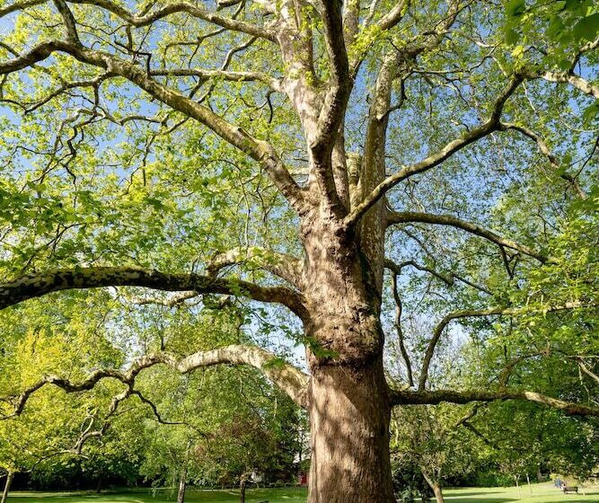 ホテル The Roseate Villa Bath