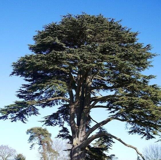 בית מלון כפרי Glewstone Court Country House