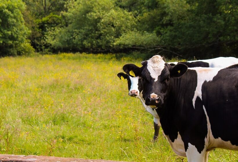 Thornton Hall Hotel & Spa