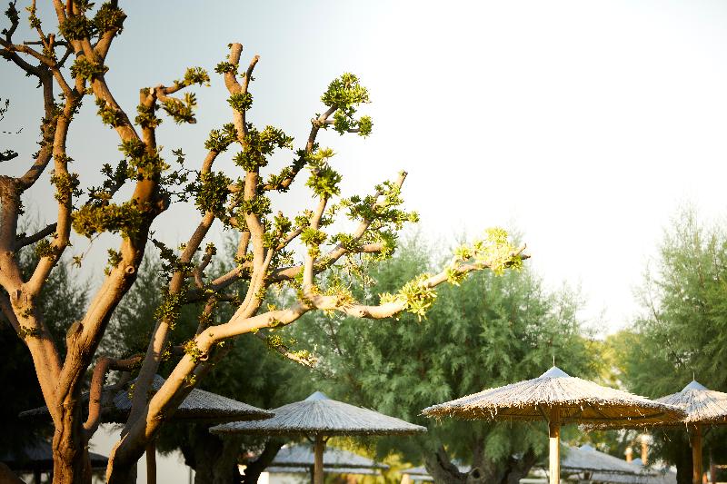 Отель Apollo Beach