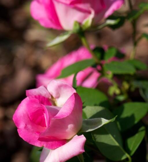 בית מלון כפרי Campiglione