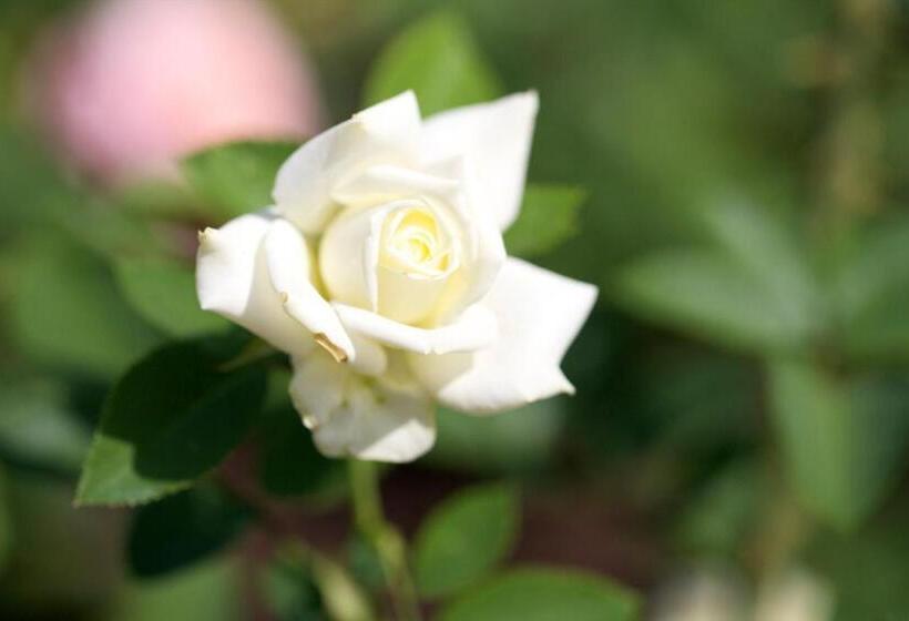 בית מלון כפרי Campiglione