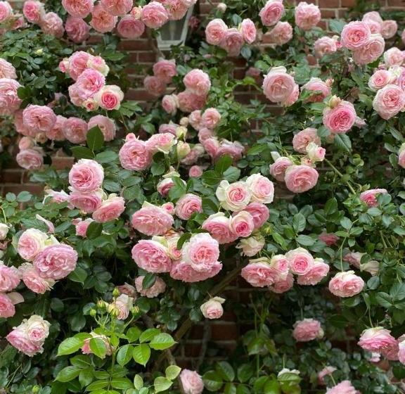 فندق Locanda La Posta